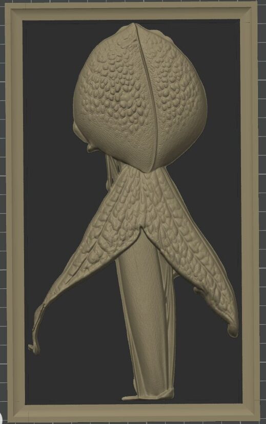 Carnivous Collection: Darlingtonia Californica grande